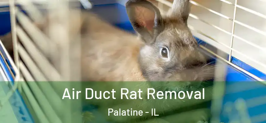  Air Duct Rat Removal Palatine - IL